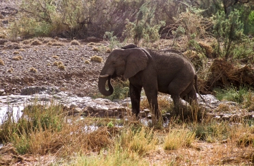 Elefanten in Damaraland, Namibia
